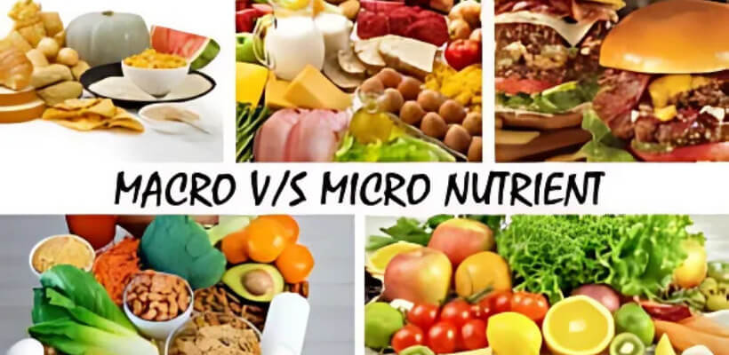 macros and micros nutrients